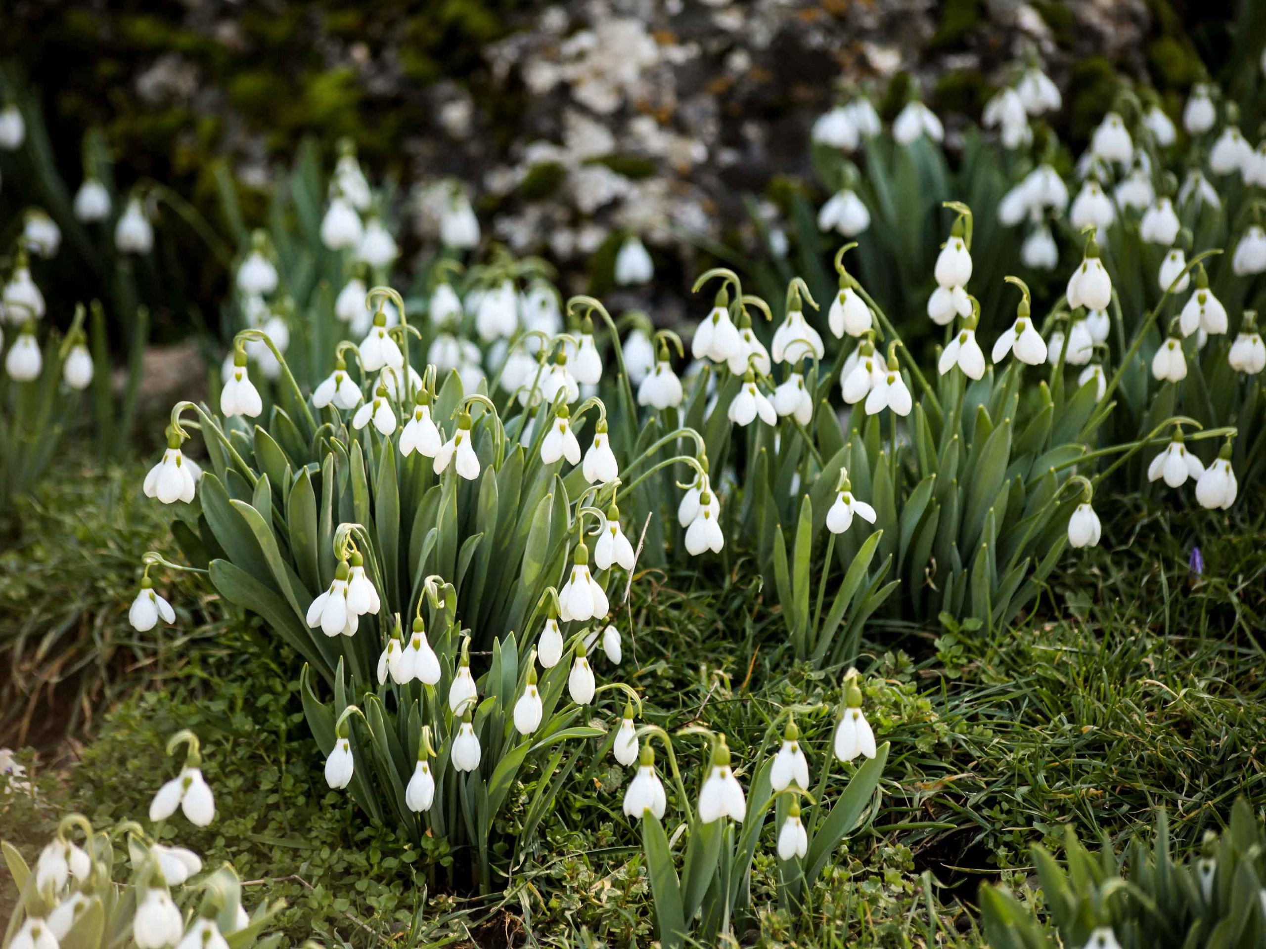 Featured image for “Vabilo na Martinkin pohod”